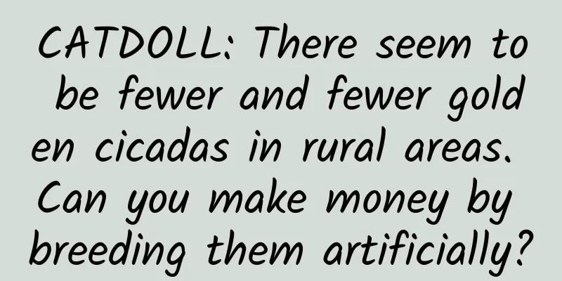 CATDOLL: There seem to be fewer and fewer golden cicadas in rural areas. Can you make money by breeding them artificially?