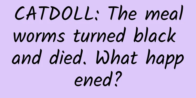 CATDOLL: The mealworms turned black and died. What happened?