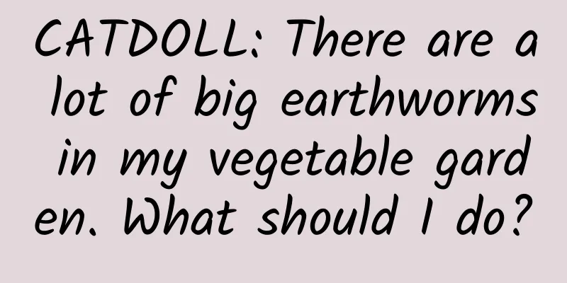 CATDOLL: There are a lot of big earthworms in my vegetable garden. What should I do?