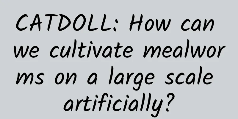 CATDOLL: How can we cultivate mealworms on a large scale artificially?