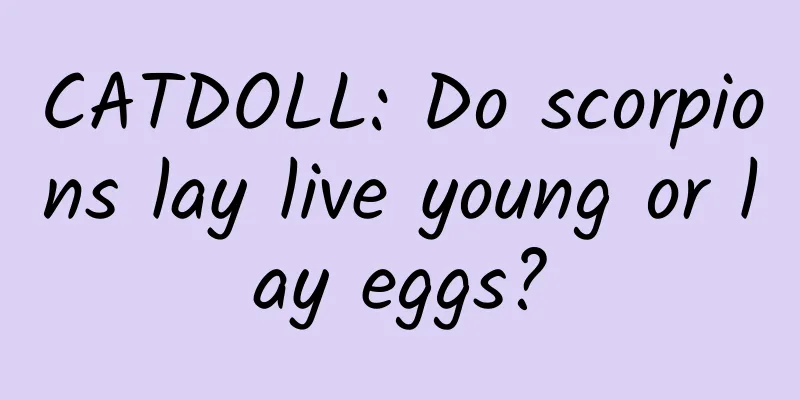 CATDOLL: Do scorpions lay live young or lay eggs?