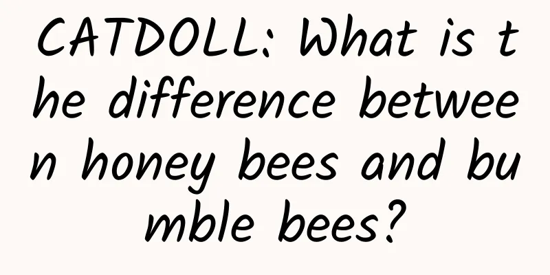 CATDOLL: What is the difference between honey bees and bumble bees?
