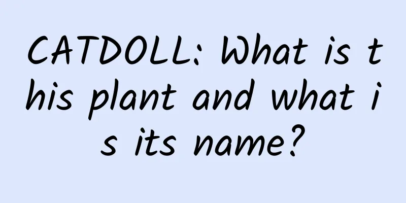 CATDOLL: What is this plant and what is its name?