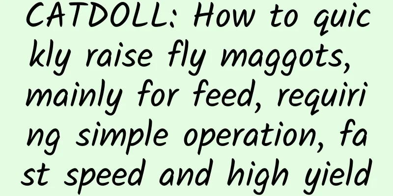 CATDOLL: How to quickly raise fly maggots, mainly for feed, requiring simple operation, fast speed and high yield
