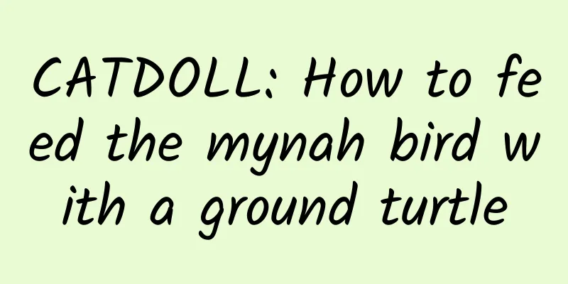 CATDOLL: How to feed the mynah bird with a ground turtle
