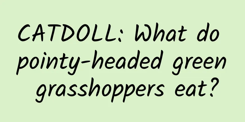 CATDOLL: What do pointy-headed green grasshoppers eat?