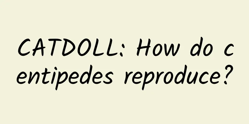 CATDOLL: How do centipedes reproduce?