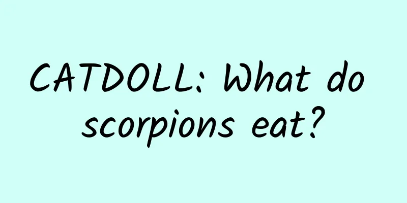 CATDOLL: What do scorpions eat?
