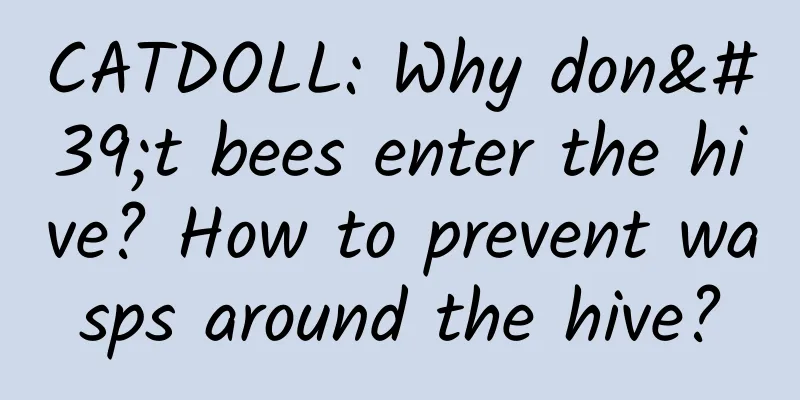 CATDOLL: Why don't bees enter the hive? How to prevent wasps around the hive?