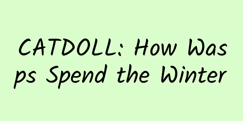 CATDOLL: How Wasps Spend the Winter