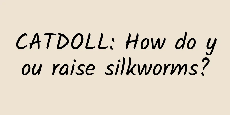 CATDOLL: How do you raise silkworms?