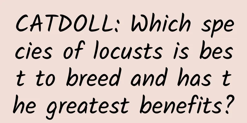 CATDOLL: Which species of locusts is best to breed and has the greatest benefits?