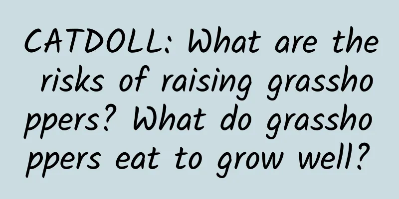 CATDOLL: What are the risks of raising grasshoppers? What do grasshoppers eat to grow well?