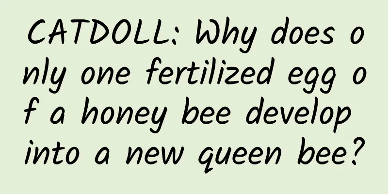 CATDOLL: Why does only one fertilized egg of a honey bee develop into a new queen bee?