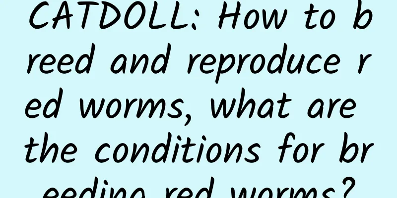 CATDOLL: How to breed and reproduce red worms, what are the conditions for breeding red worms?