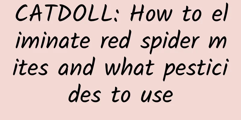 CATDOLL: How to eliminate red spider mites and what pesticides to use