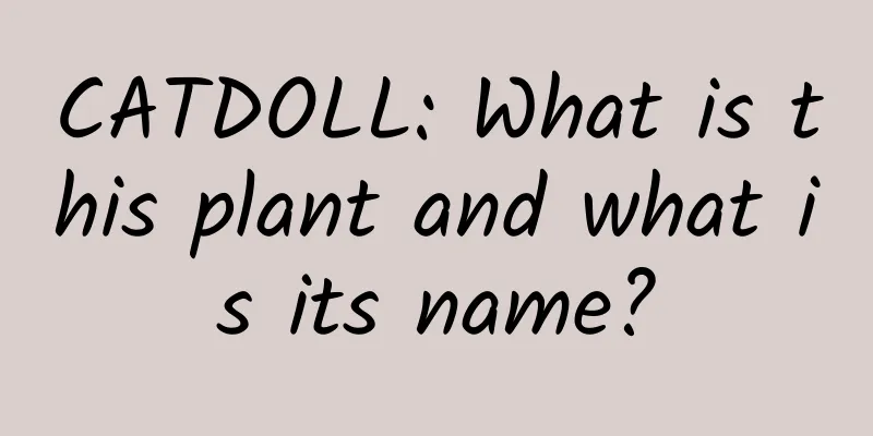 CATDOLL: What is this plant and what is its name?
