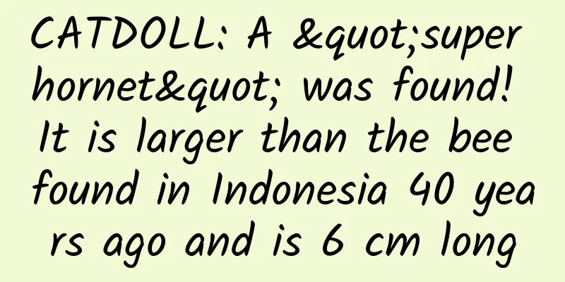 CATDOLL: A "super hornet" was found! It is larger than the bee found in Indonesia 40 years ago and is 6 cm long