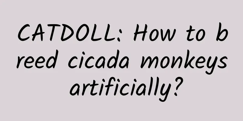 CATDOLL: How to breed cicada monkeys artificially?