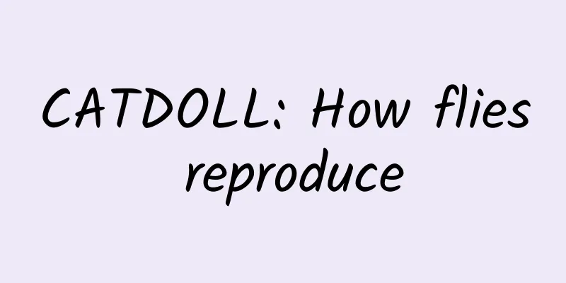 CATDOLL: How flies reproduce