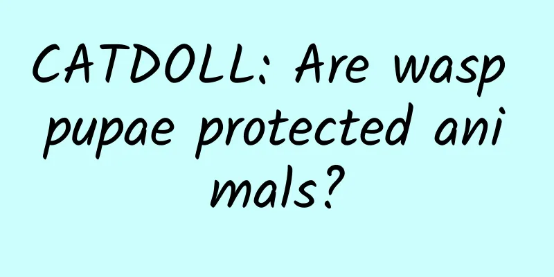 CATDOLL: Are wasp pupae protected animals?
