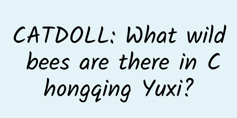 CATDOLL: What wild bees are there in Chongqing Yuxi?