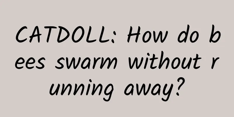CATDOLL: How do bees swarm without running away?