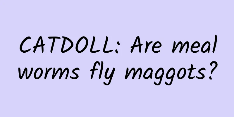 CATDOLL: Are mealworms fly maggots?