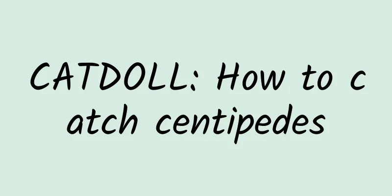 CATDOLL: How to catch centipedes