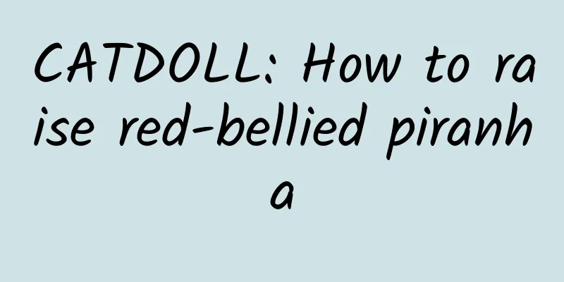 CATDOLL: How to raise red-bellied piranha