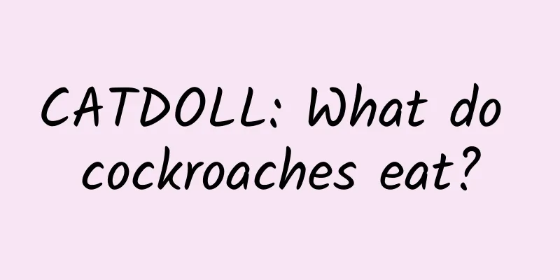 CATDOLL: What do cockroaches eat?