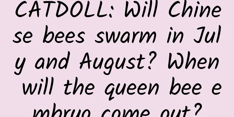CATDOLL: Will Chinese bees swarm in July and August? When will the queen bee embryo come out?