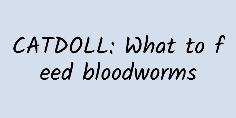 CATDOLL: What to feed bloodworms