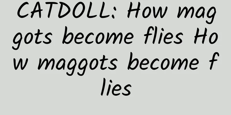 CATDOLL: How maggots become flies How maggots become flies