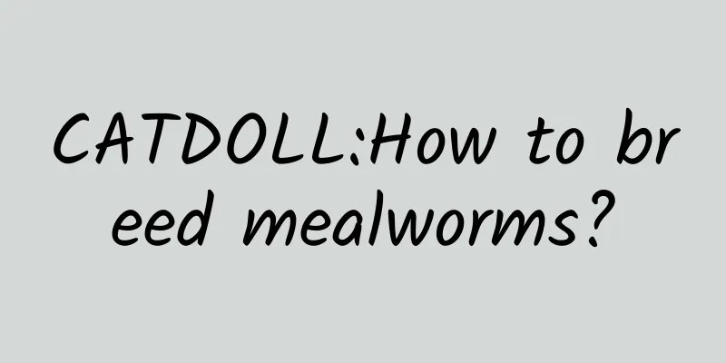 CATDOLL:How to breed mealworms?
