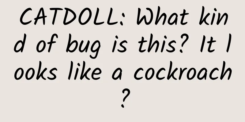 CATDOLL: What kind of bug is this? It looks like a cockroach?