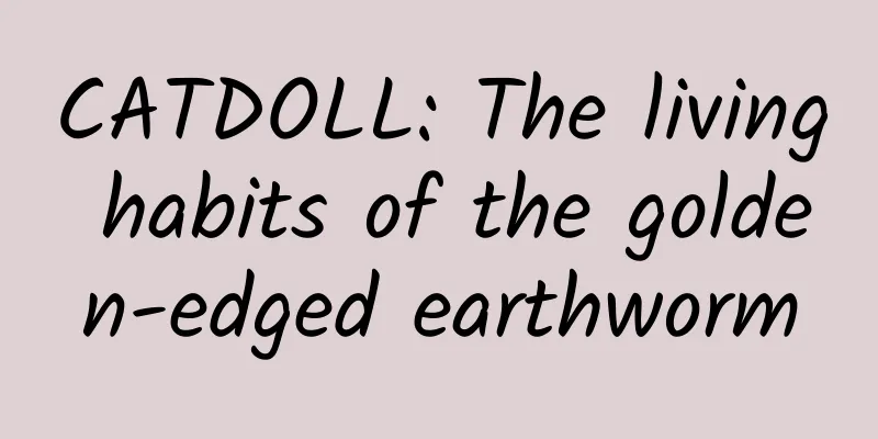 CATDOLL: The living habits of the golden-edged earthworm