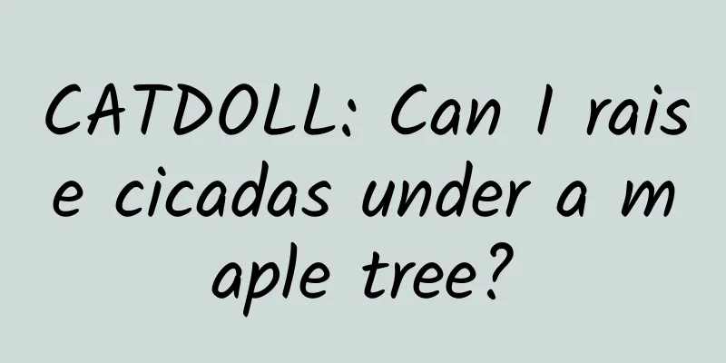 CATDOLL: Can I raise cicadas under a maple tree?