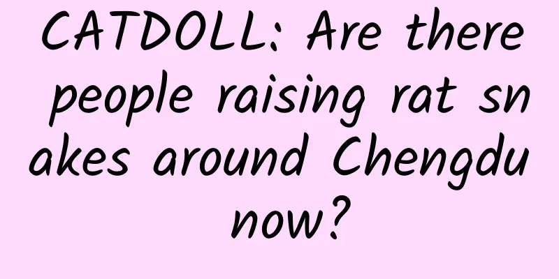 CATDOLL: Are there people raising rat snakes around Chengdu now?