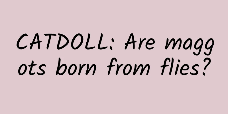 CATDOLL: Are maggots born from flies?