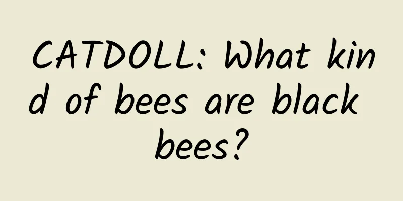 CATDOLL: What kind of bees are black bees?