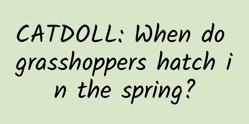CATDOLL: When do grasshoppers hatch in the spring?
