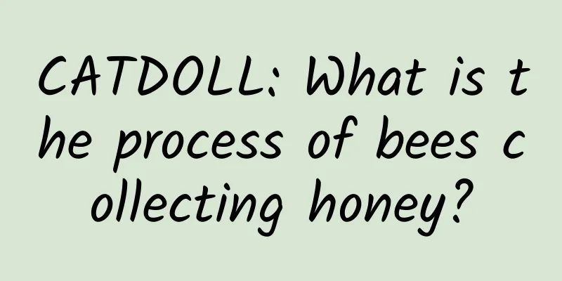 CATDOLL: What is the process of bees collecting honey?
