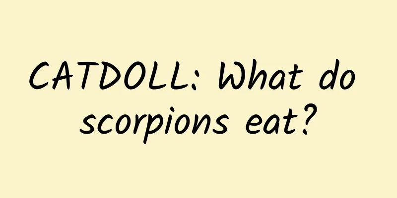CATDOLL: What do scorpions eat?