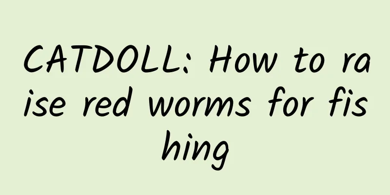CATDOLL: How to raise red worms for fishing