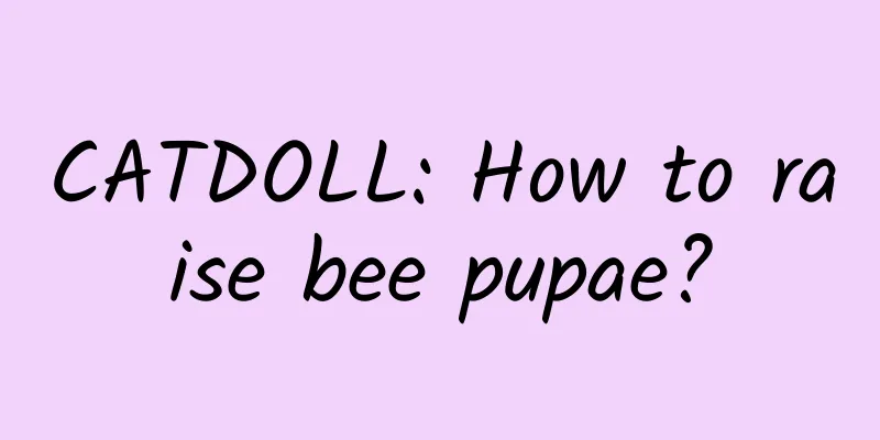 CATDOLL: How to raise bee pupae?