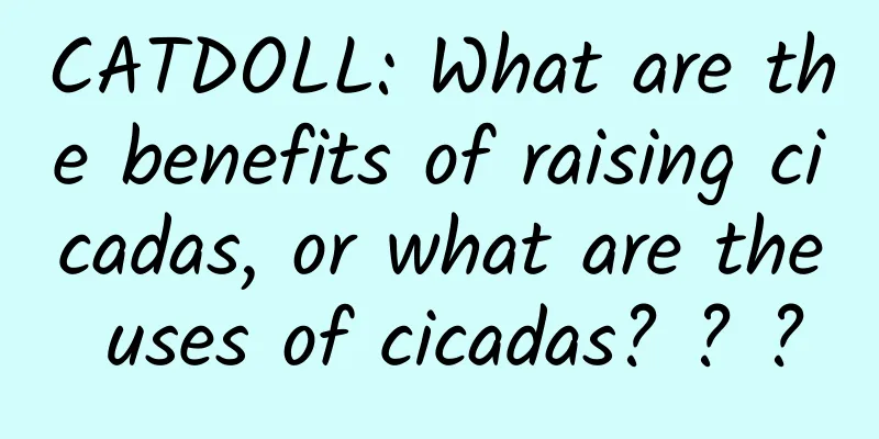 CATDOLL: What are the benefits of raising cicadas, or what are the uses of cicadas? ? ?