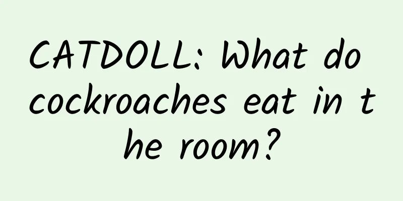CATDOLL: What do cockroaches eat in the room?