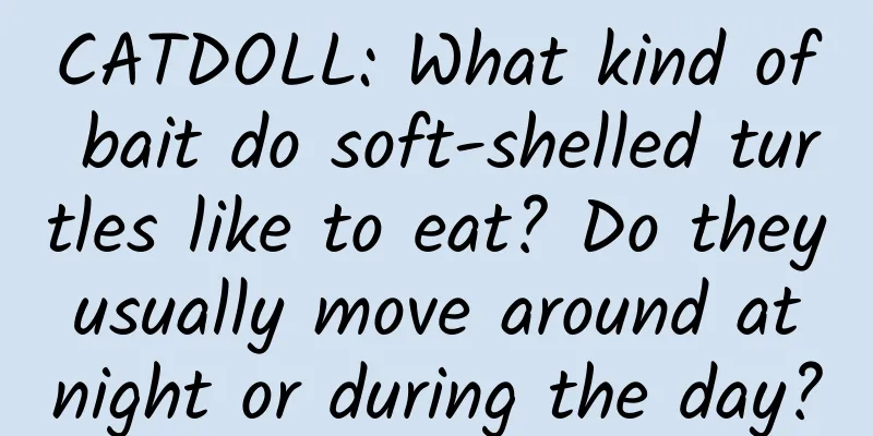 CATDOLL: What kind of bait do soft-shelled turtles like to eat? Do they usually move around at night or during the day?