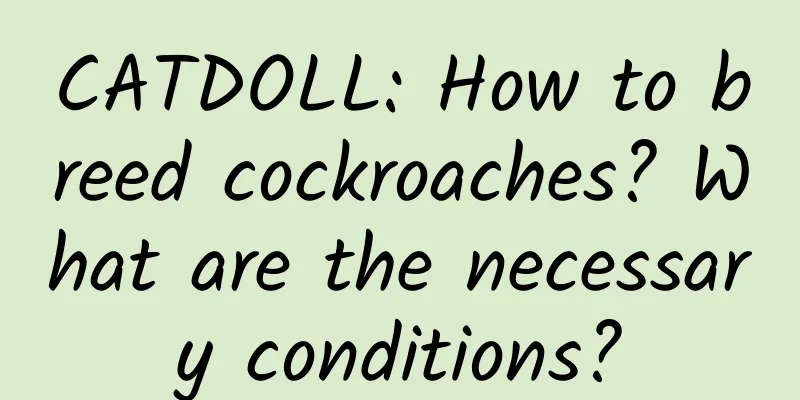 CATDOLL: How to breed cockroaches? What are the necessary conditions?